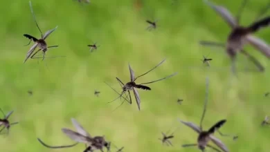 mosquitos